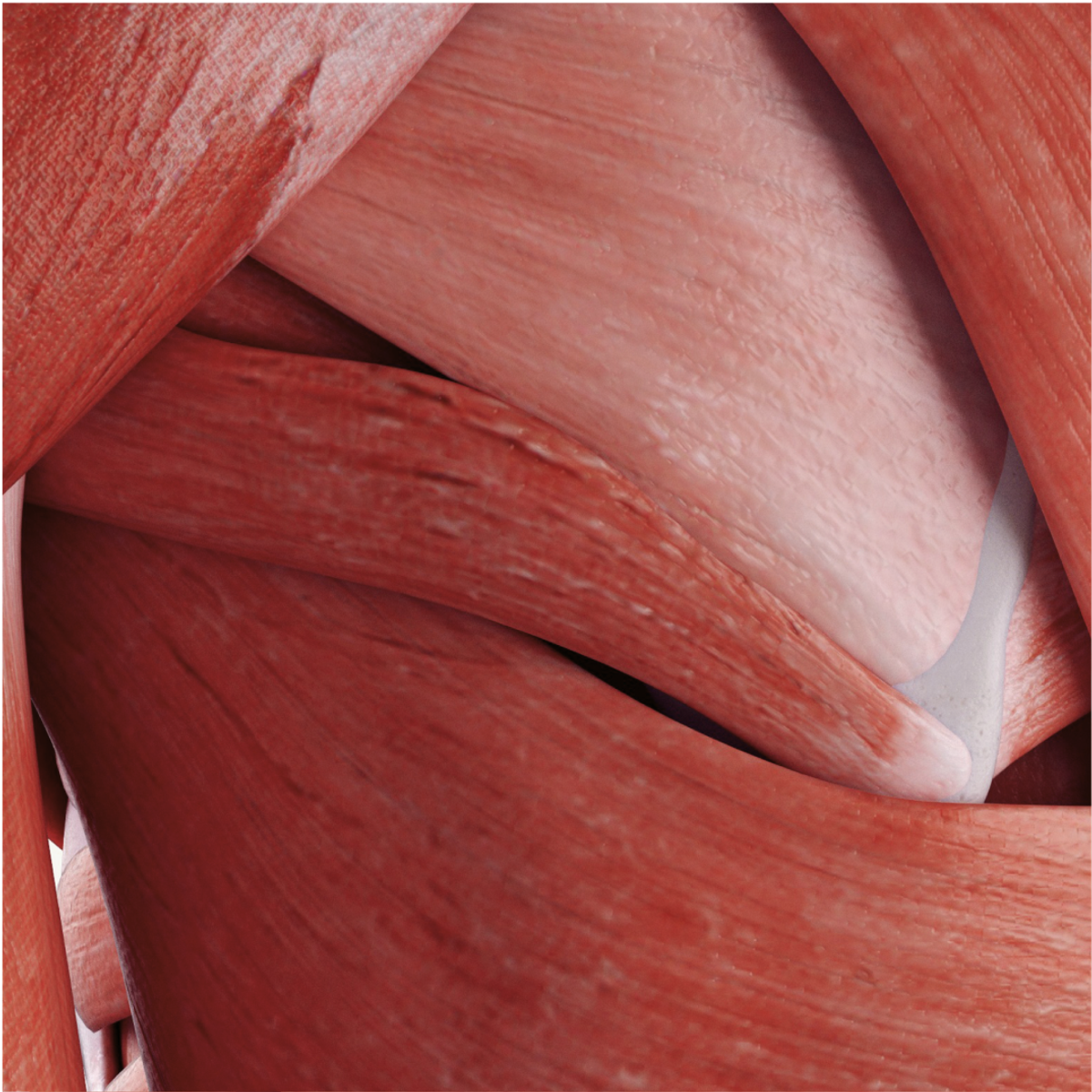Muscle fibers