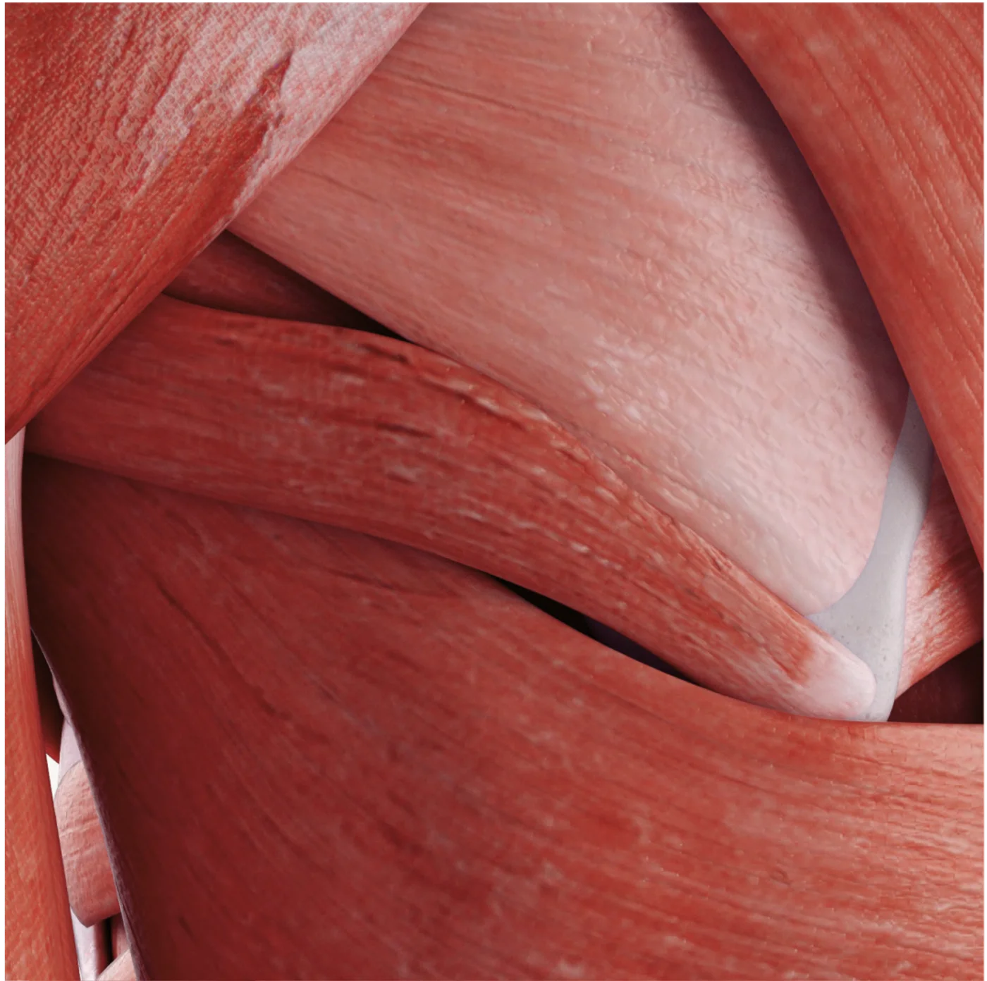 Muscle fibers